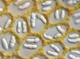 Nardia_scalaris_silicne_teliska