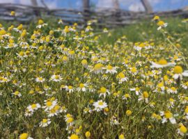 573058962_1411303594334827_8250423925069143863_n