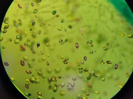 ilustrační foto (6)