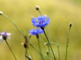 Česká botanická společnost - chrpa