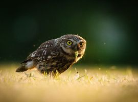 6_červen_sycek-obecny-lov-jiri-hornek-5