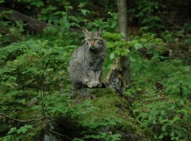 9_zari_dokumentační foto kočky divoké_ autor Jaroslav Červený