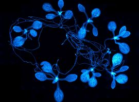 Ath seedlings 2wo, aniline blue_cyan1_red