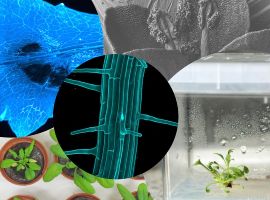 Česká společnost experimentální biologie rostlin